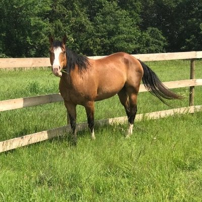 reg-8-equine-chiquita